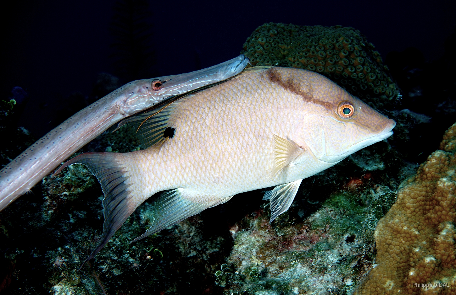 MediaEarth - Bahamas 2017 - DSC02314_rc - Hogfish - Labre capitaine - Lachnolaimus maximus.jpg